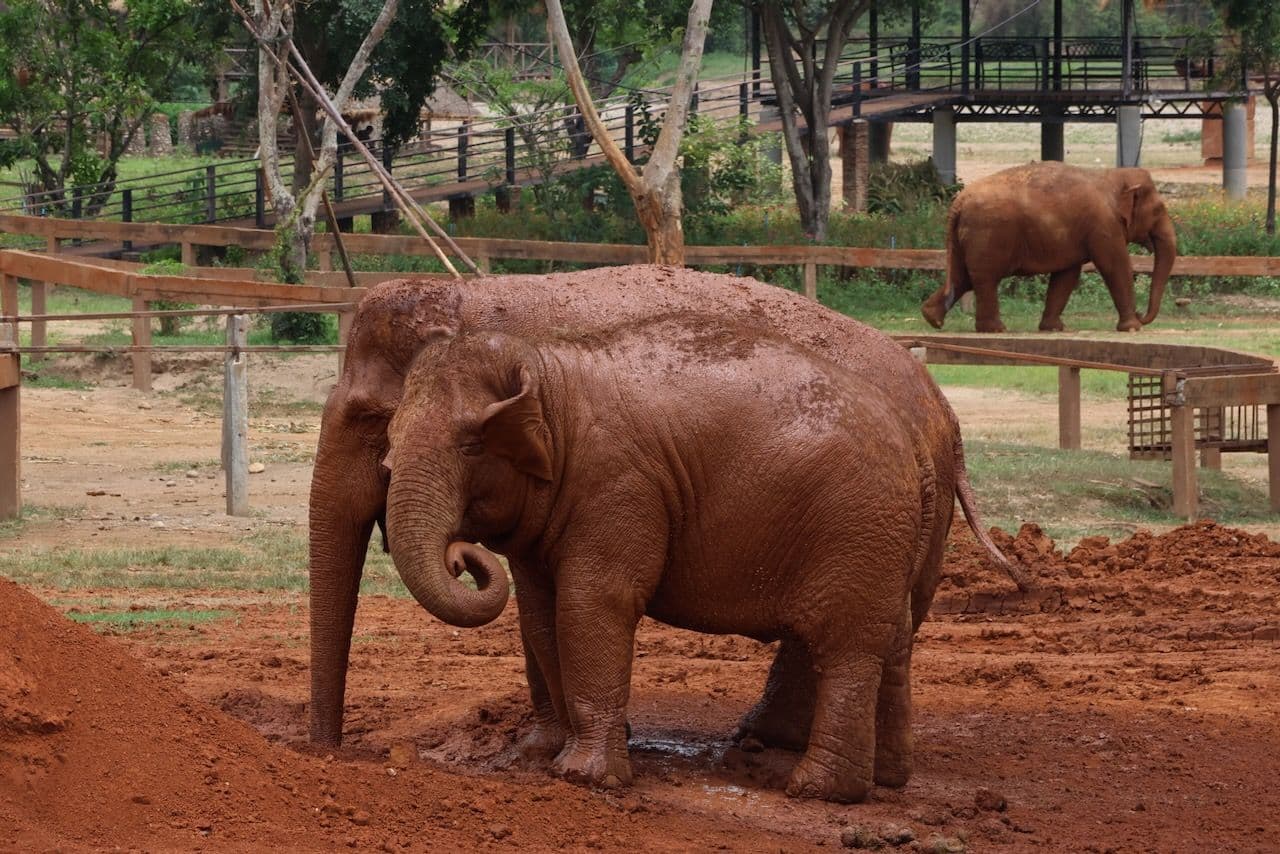 Elephant Nature Park: For elephants, not entertainment