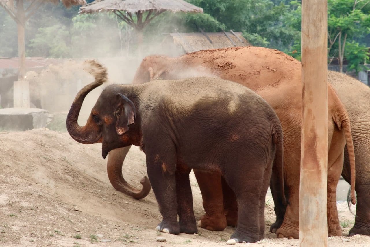 Elephant Nature Park: For elephants, not entertainment