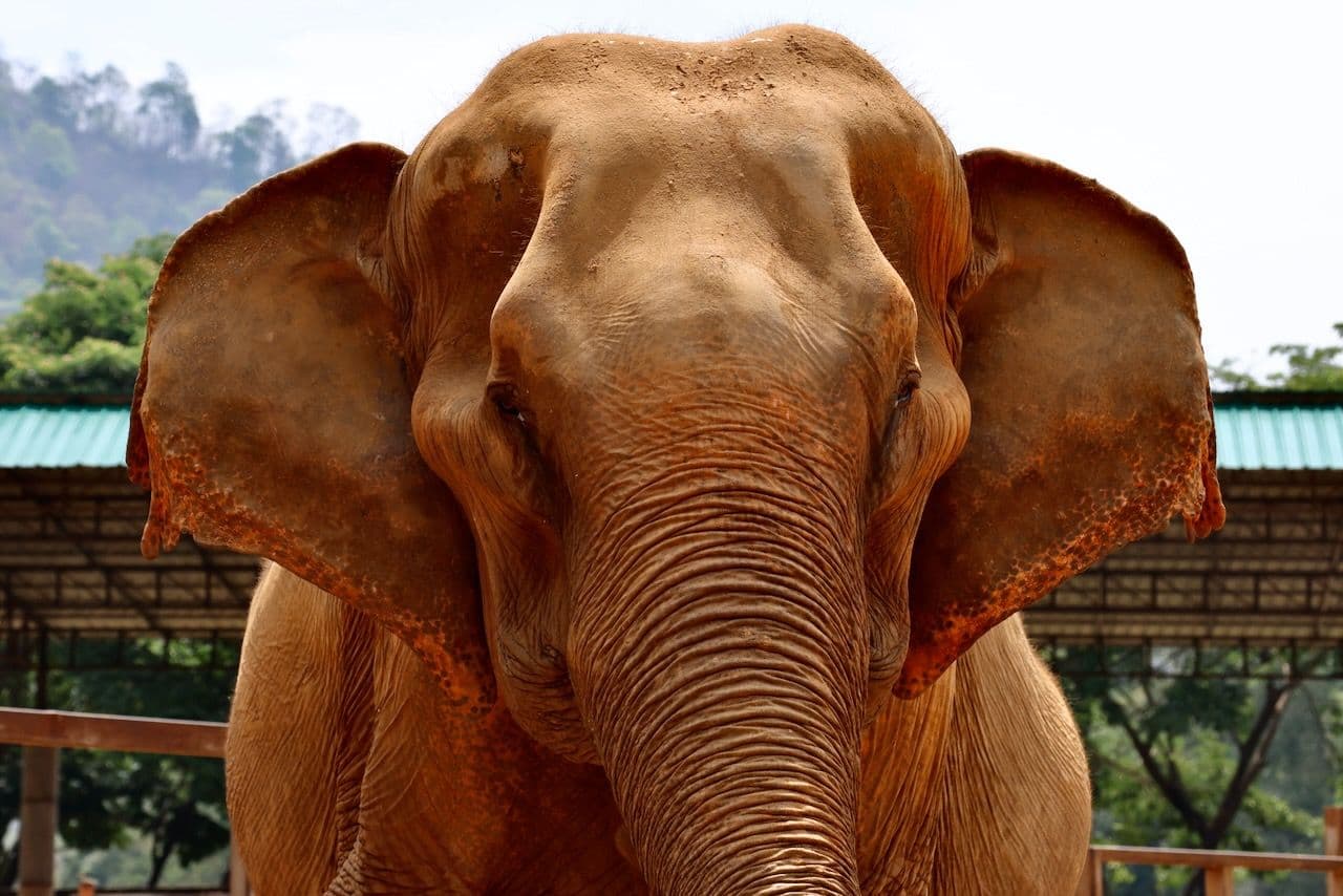 Elephants at Elephant Nature Park, Chiang Mai